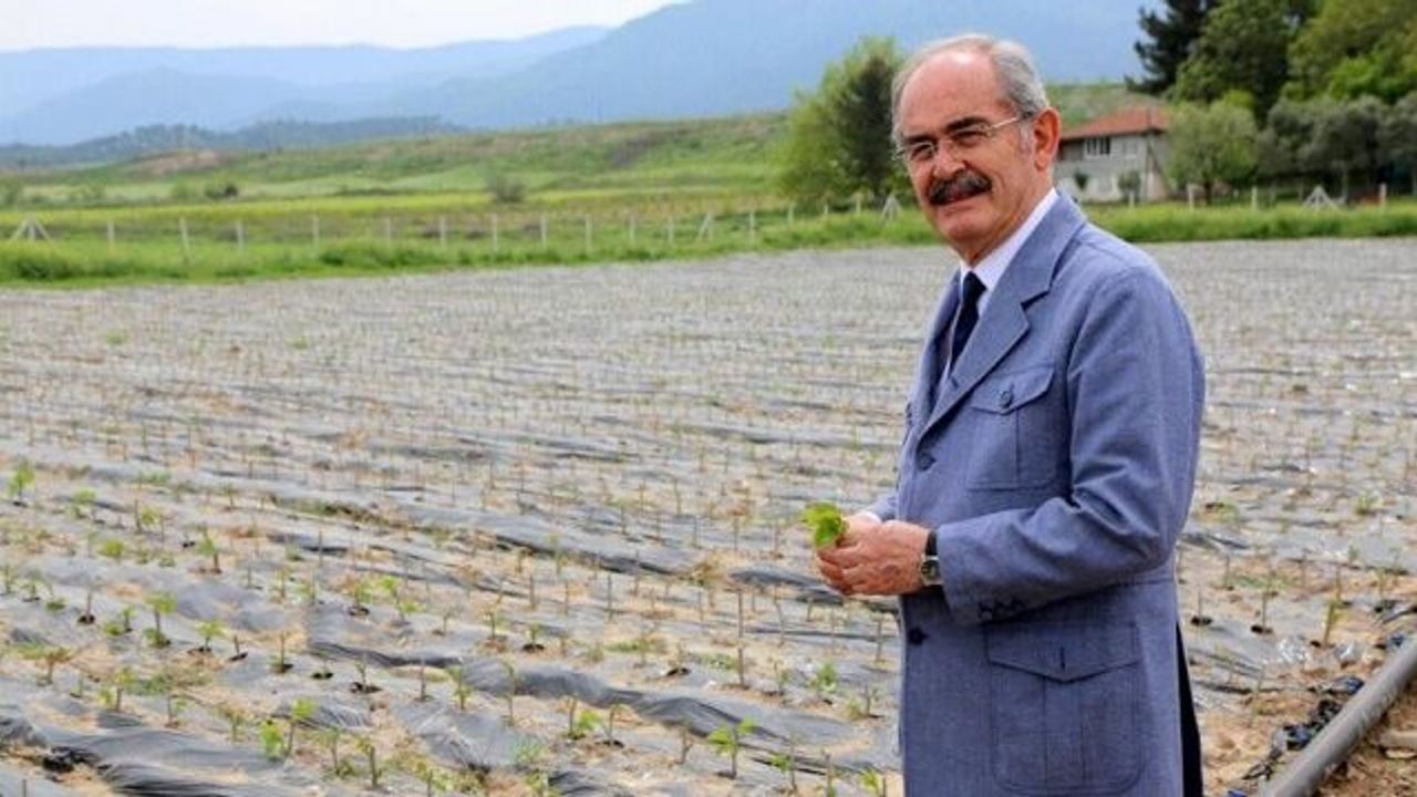 Dut fidanlarından Ordu'da nasiplendi