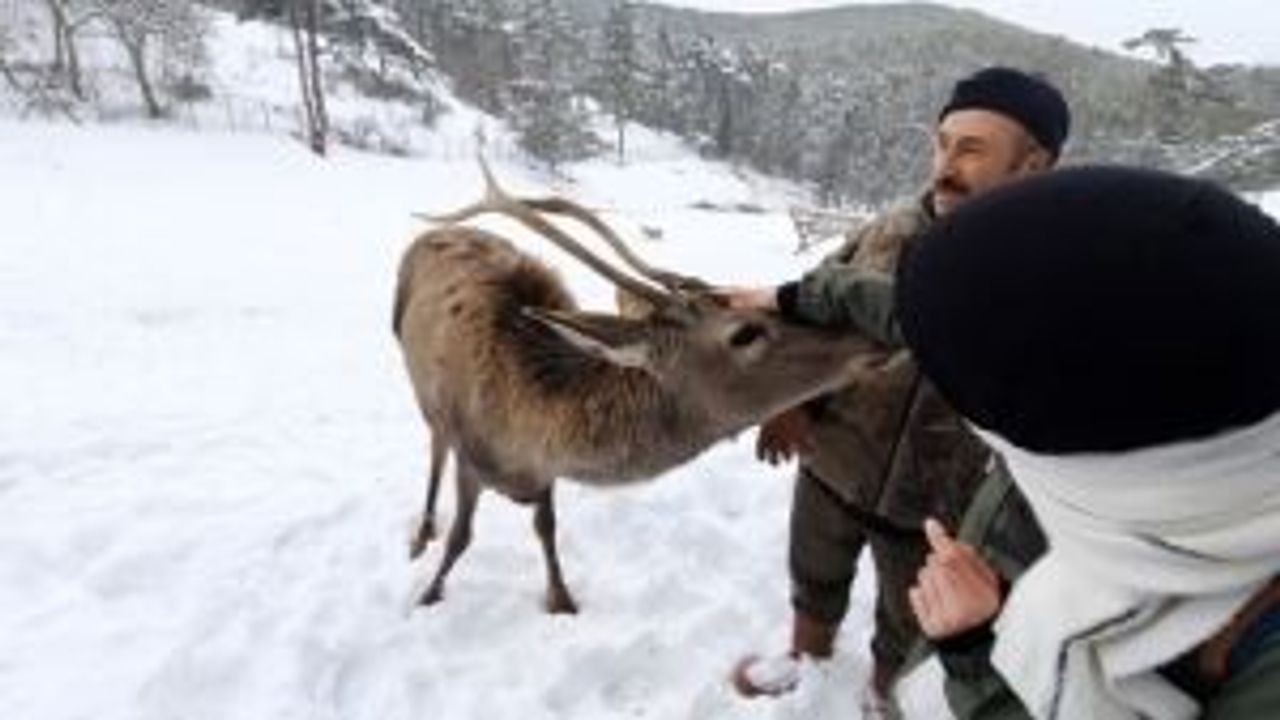 Eskişehir'deki kızıl geyikler görenleri büyülüyor