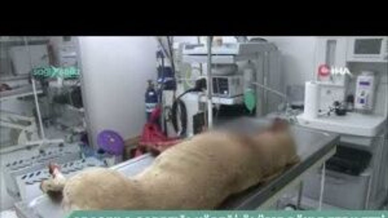 Eskişehir'de aracıyla çarptığı köpeği ölüme böyle terk etti