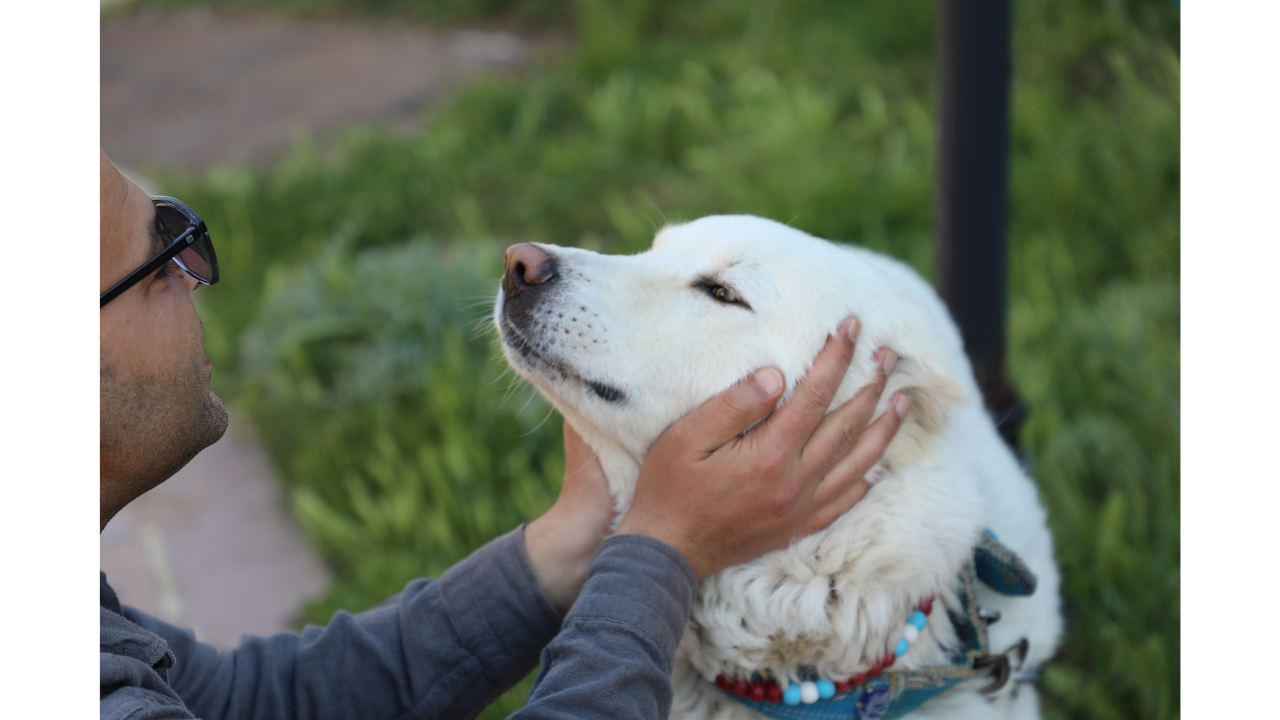 Eskişehir Sempozyumunda Akbaş Çoban Köpeği Konuşuldu